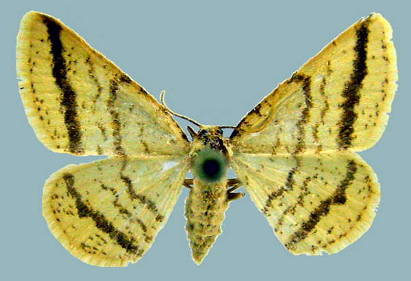 /filer/webapps/moths/media/images/H/Heterostegane_rectistriga_female_ups.jpg