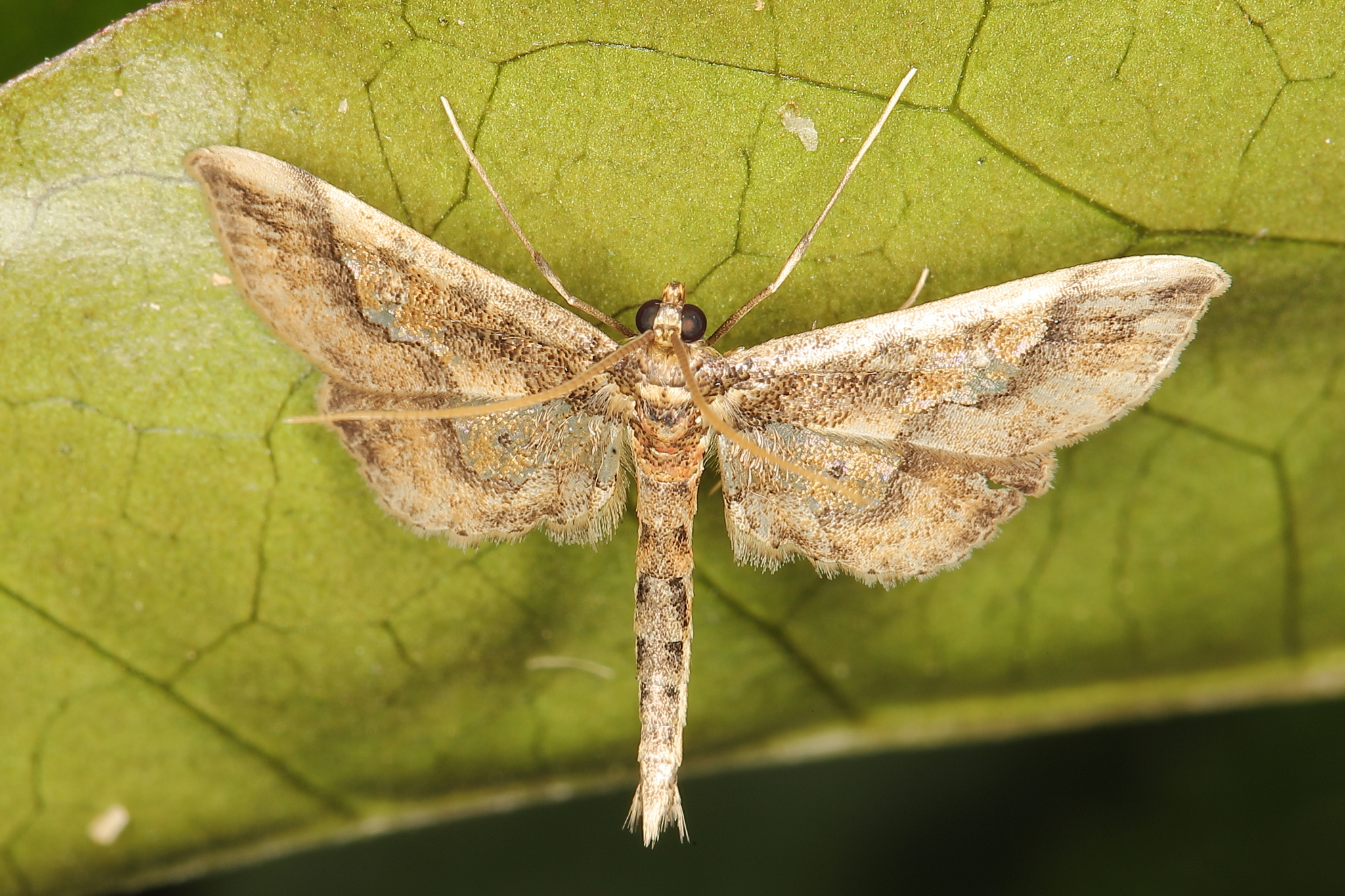 /filer/webapps/moths/media/images/H/Hydriris_ornatalis_-_Ornate_Pearl_-34_17032_22_12046_2023-11-04_204115_Mossel_Bay.JPG