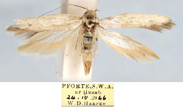 /filer/webapps/moths/media/images/H/haackei_Haploscythris_HT_TMSA_Qfrine1.jpg