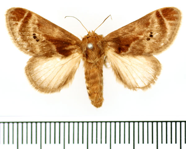 /filer/webapps/moths/media/images/H/habenichti_Ctenolita_AF_BMNH.jpg