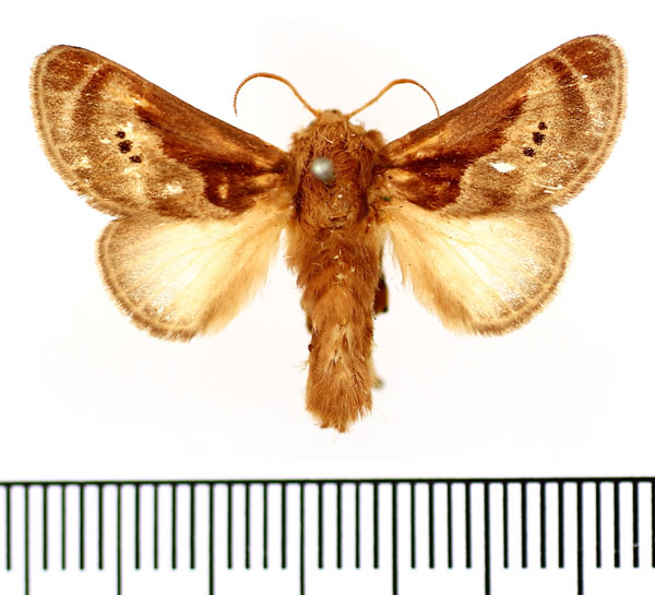 /filer/webapps/moths/media/images/H/habenichti_Ctenolita_AM_BMNH.jpg