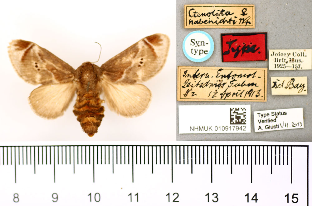 /filer/webapps/moths/media/images/H/habenichti_Ctenolita_STF_BMNH.jpg
