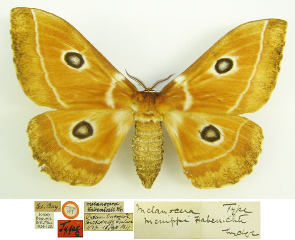 /filer/webapps/moths/media/images/H/habenichti_Melanocera_HT_NHMUKa.jpg