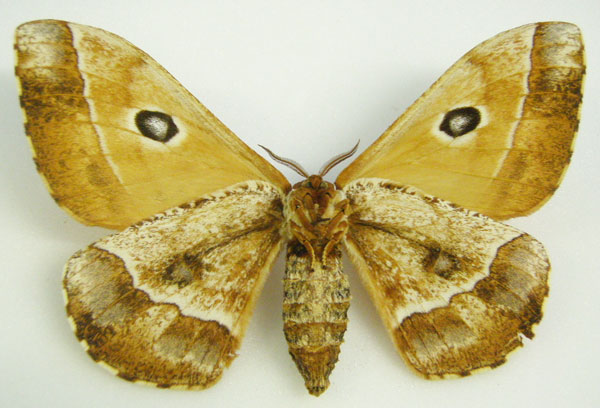 /filer/webapps/moths/media/images/H/habenichti_Melanocera_HT_NHMUKb.jpg
