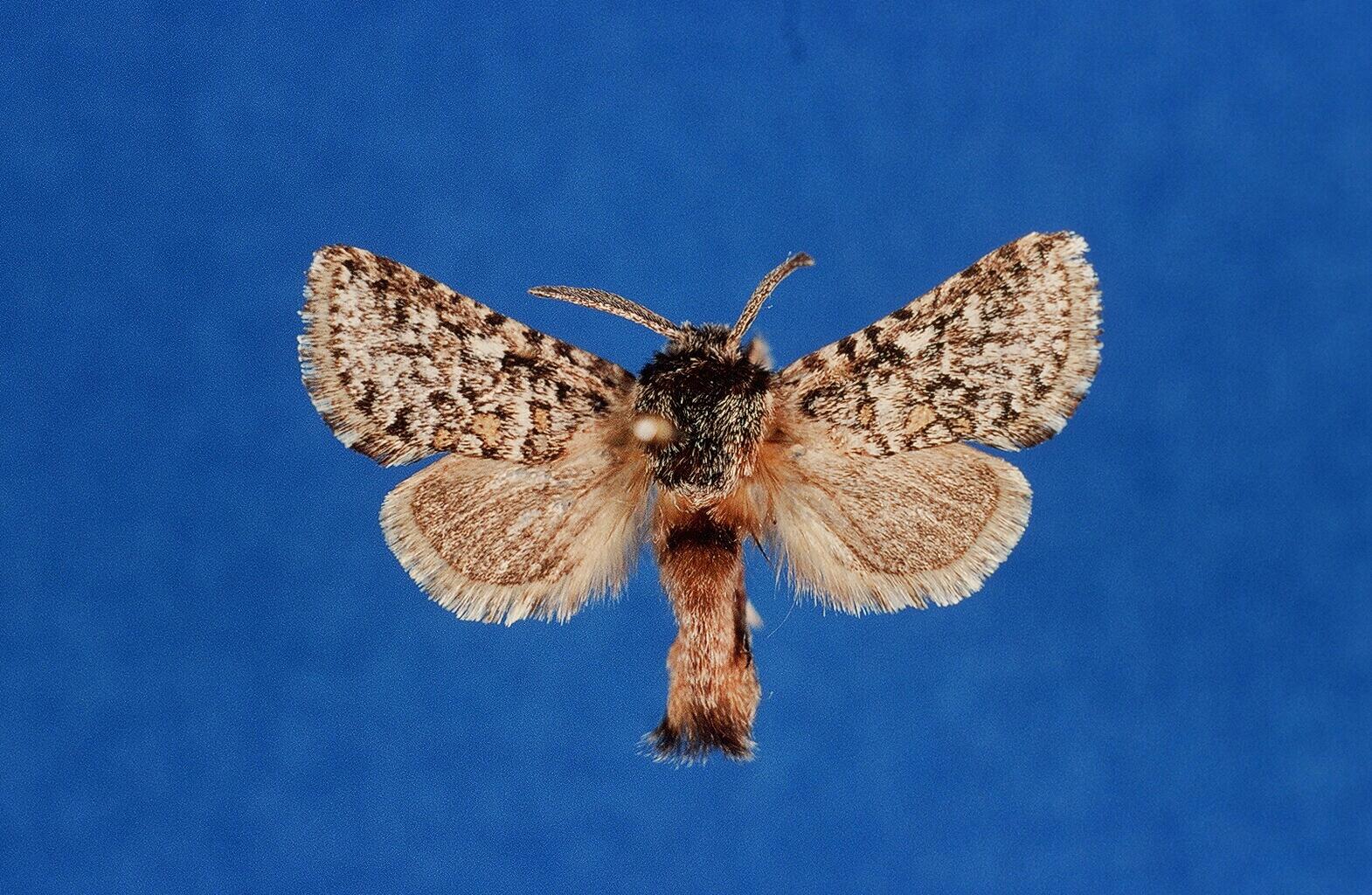 /filer/webapps/moths/media/images/H/haberlandorum_Arbelodes_HT_ZMHB.jpg
