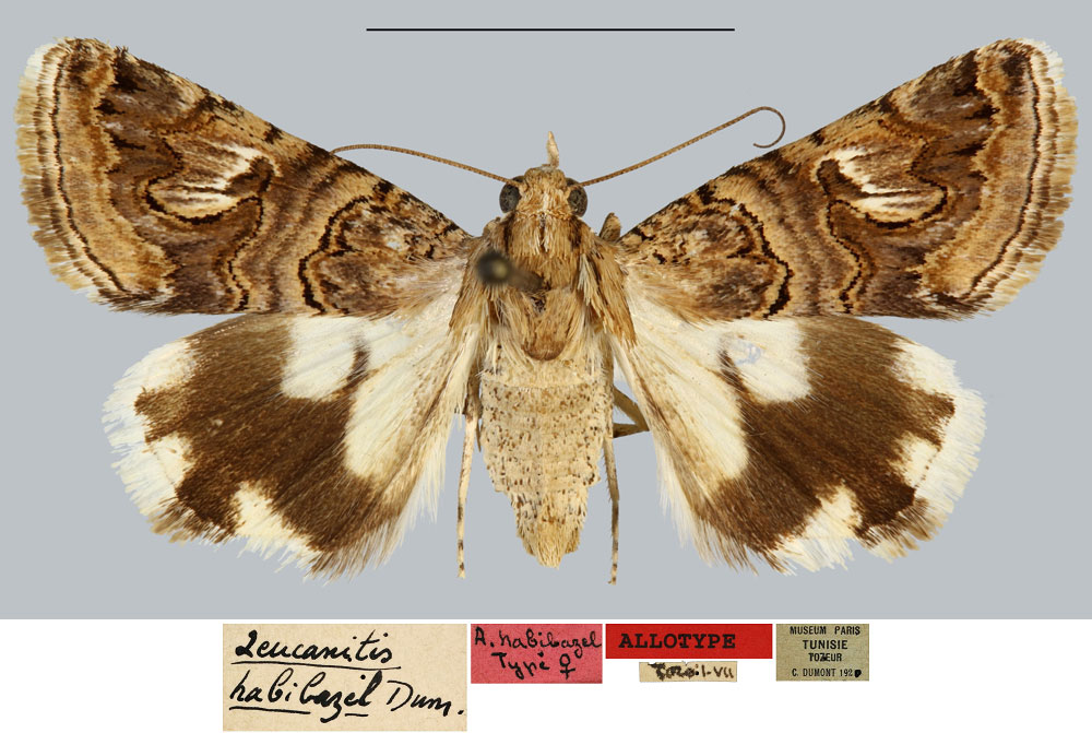 /filer/webapps/moths/media/images/H/habibazel_Leucanitis_AT_MNHN.jpg
