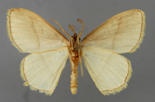 /filer/webapps/moths/media/images/H/habilis_Scopula_A_ZSM_02.jpg