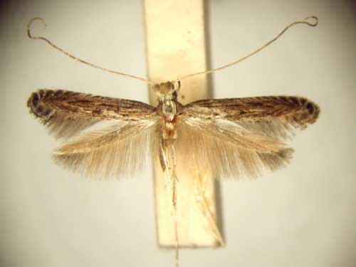 /filer/webapps/moths/media/images/H/habrogramma_Pleiomorpha_PT_TMSA6105.jpg