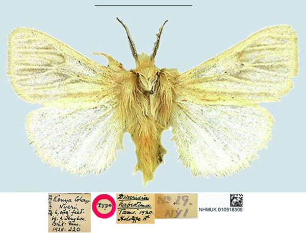/filer/webapps/moths/media/images/H/habrotima_Diacrisia_HT_NHMUK.jpg