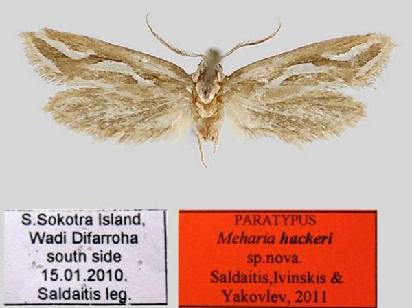/filer/webapps/moths/media/images/H/hackeri_Meharia_PT_ZSM.jpg