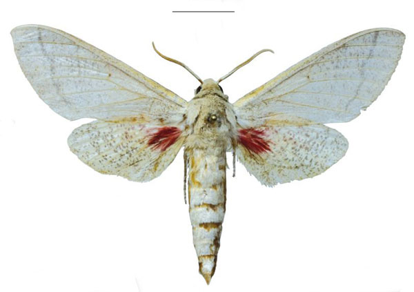 /filer/webapps/moths/media/images/H/hackeri_Neoclanis_HT_EMEMa.jpg
