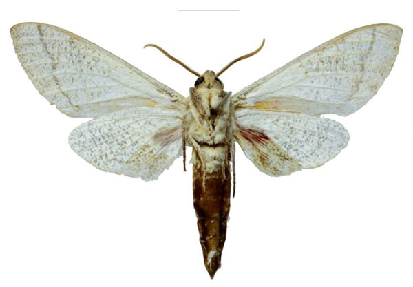 /filer/webapps/moths/media/images/H/hackeri_Neoclanis_HT_EMEMb.jpg