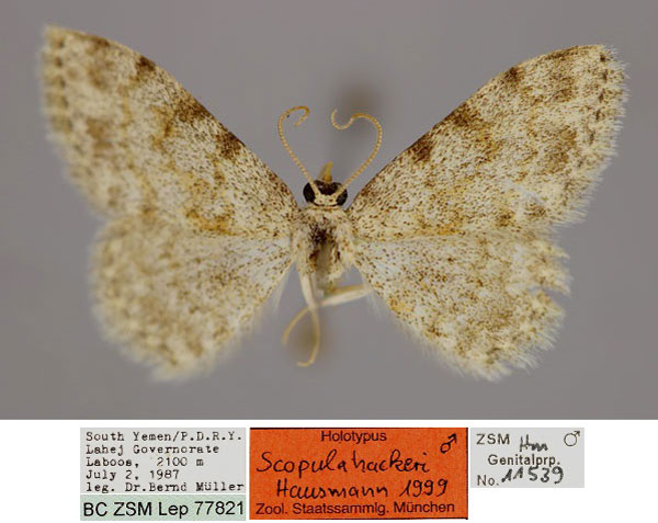 /filer/webapps/moths/media/images/H/hackeri_Scopula_HT_ZSM_01.jpg