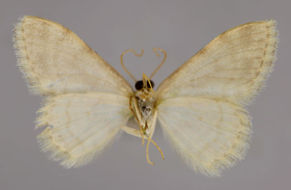 /filer/webapps/moths/media/images/H/hackeri_Scopula_HT_ZSM_02.jpg