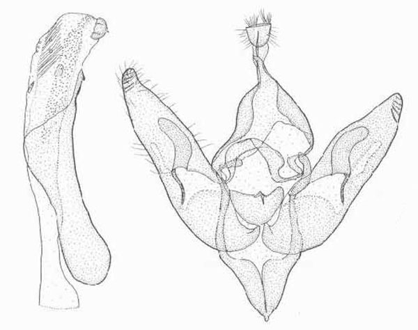 /filer/webapps/moths/media/images/H/hadenaeformis_Rhodochlaena_GMPT_TMSA.jpg
