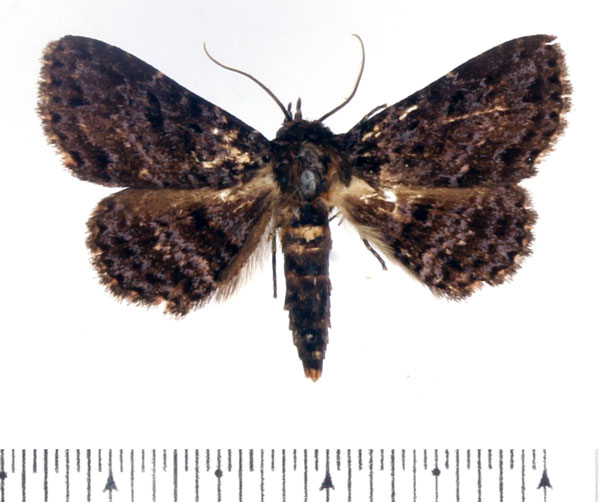 /filer/webapps/moths/media/images/H/hadrastis_Parascotia_AF_BMNH.jpg
