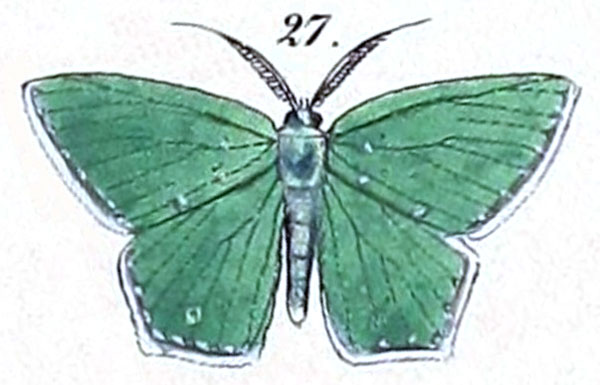 /filer/webapps/moths/media/images/H/hadrata_Nemoria_HT_Felder_1875_127-27.jpg