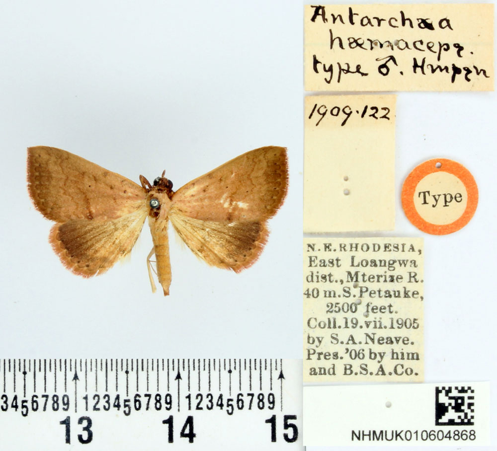 /filer/webapps/moths/media/images/H/haemaceps_Antarchaea_HT_BMNH.jpg