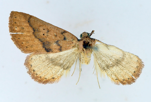 /filer/webapps/moths/media/images/H/haemaceps_Phytometra_AM_TMSA.jpg
