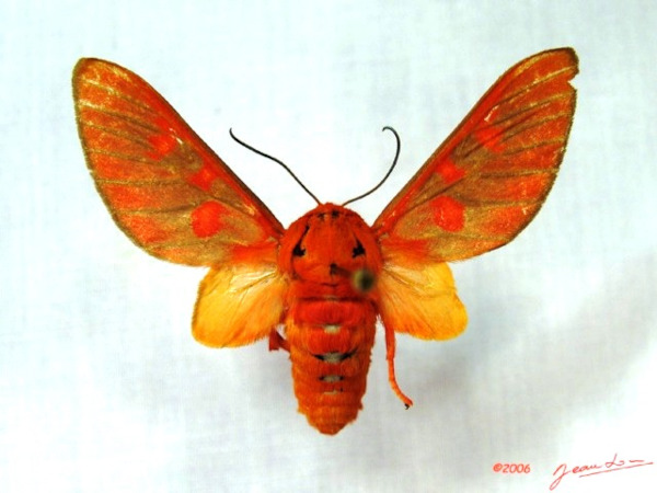 /filer/webapps/moths/media/images/H/haemalea_Balacra_A_Alberta_01.jpg