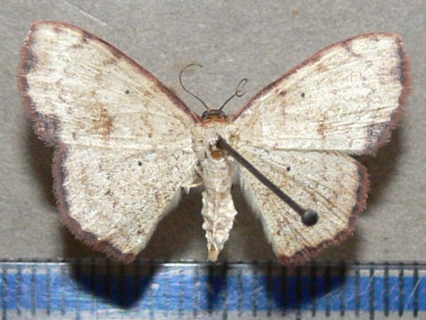 /filer/webapps/moths/media/images/H/haemaleata_Scopula_A_Goff_01.JPG