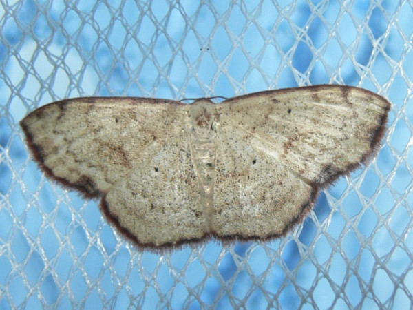 /filer/webapps/moths/media/images/H/haemaleata_Scopula_A_Goff_02.JPG