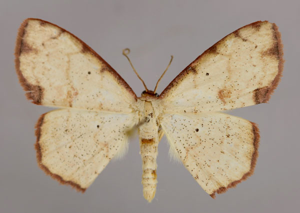/filer/webapps/moths/media/images/H/haemaleata_Scopula_A_ZSM_01.jpg