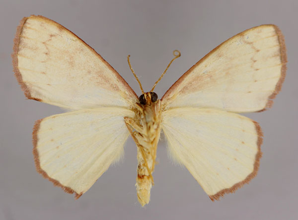 /filer/webapps/moths/media/images/H/haemaleata_Scopula_A_ZSM_02.jpg