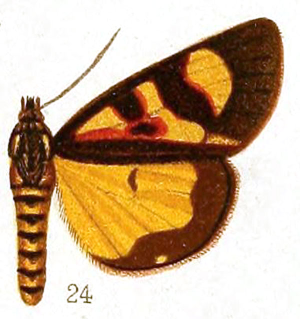 /filer/webapps/moths/media/images/H/haemaplaga_Hoplarista_ST_Hampson_36-24.jpg