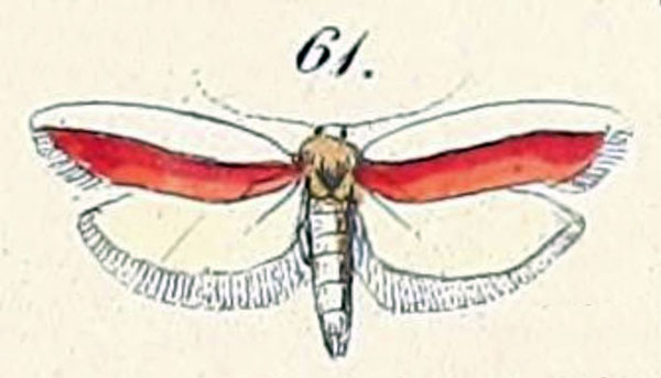 /filer/webapps/moths/media/images/H/haematella_Apiletria_HT_Felder_1875_138-61.jpg