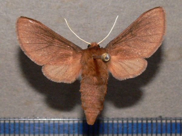 /filer/webapps/moths/media/images/H/haematica_Metarctia_A_Goff.jpg