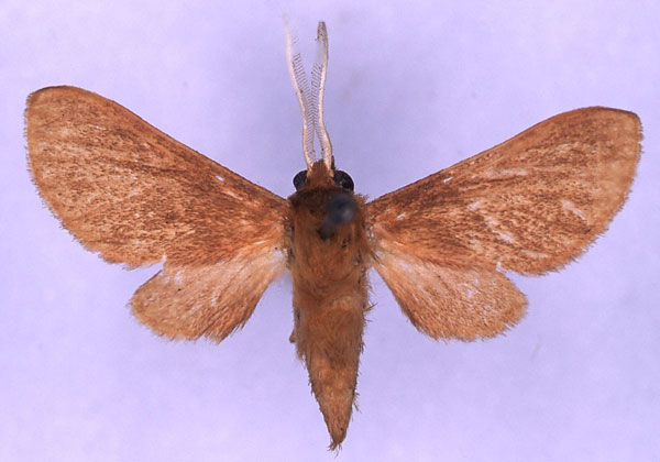 /filer/webapps/moths/media/images/H/haematica_Metarctia_ST_CMP_01.jpg