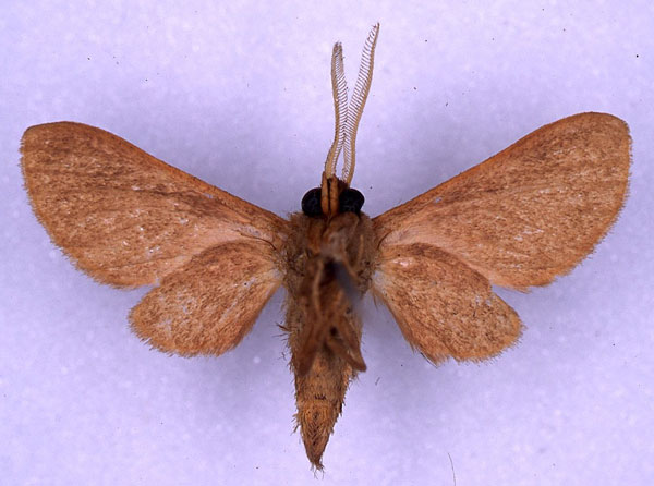 /filer/webapps/moths/media/images/H/haematica_Metarctia_ST_CMP_02.jpg
