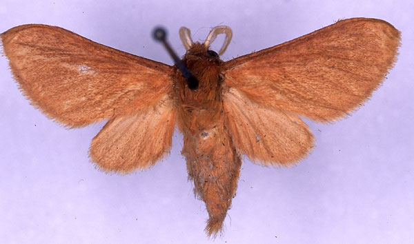 /filer/webapps/moths/media/images/H/haematica_Metarctia_ST_CMP_03.jpg