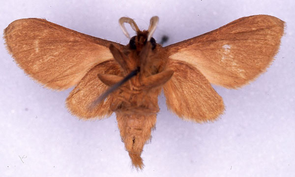 /filer/webapps/moths/media/images/H/haematica_Metarctia_ST_CMP_04.jpg