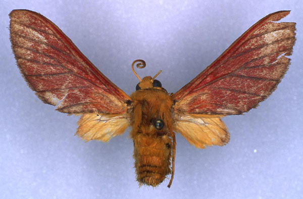 /filer/webapps/moths/media/images/H/haematochrysia_Bergeria_HT_RMCA_01.jpg