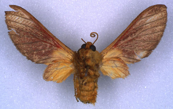 /filer/webapps/moths/media/images/H/haematochrysia_Bergeria_HT_RMCA_02.jpg