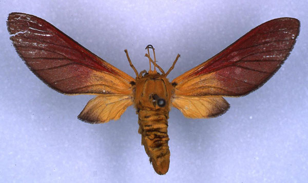 /filer/webapps/moths/media/images/H/haematochrysia_Bergeria_PT_RMCA_01.jpg