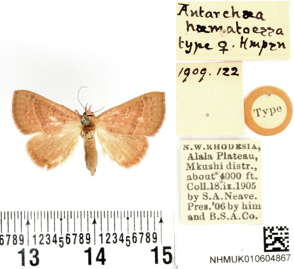 /filer/webapps/moths/media/images/H/haematoessa_Antarchaea_HT_BMNH.jpg