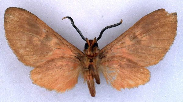 /filer/webapps/moths/media/images/H/haematoessa_Hippurarctia_ST_BMNH_02.jpg