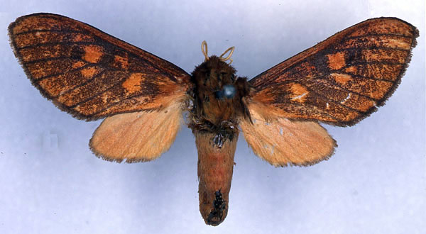 /filer/webapps/moths/media/images/H/haematoessa_Mecistorhabdia_HT_CMP_01.jpg