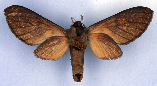 /filer/webapps/moths/media/images/H/haematoessa_Mecistorhabdia_HT_CMP_02.jpg