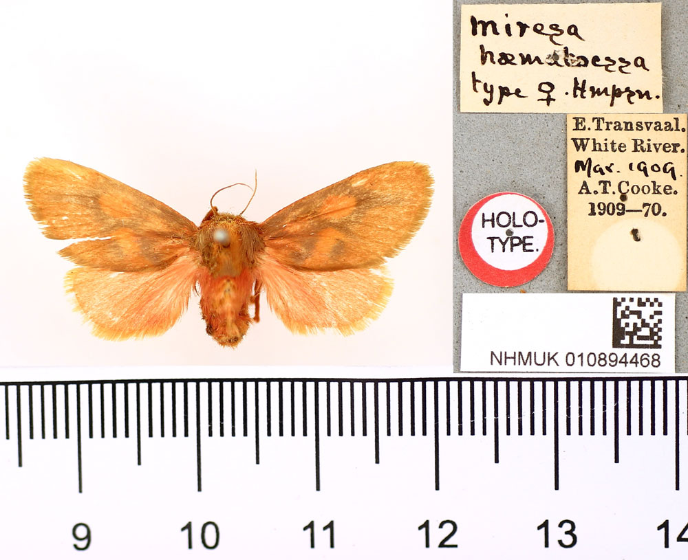 /filer/webapps/moths/media/images/H/haematoessa_Miresa_HT_BMNH.jpg