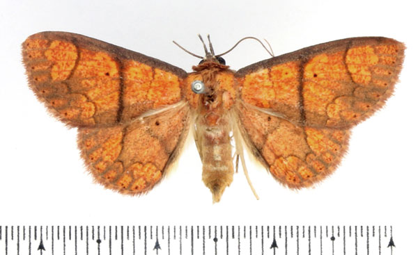/filer/webapps/moths/media/images/H/haematoessa_Phlogochroa_AF_BMNH.jpg