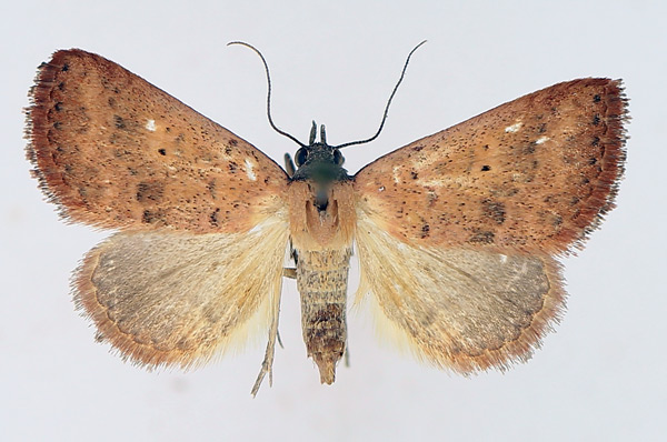 /filer/webapps/moths/media/images/H/haematoessa_Phytometra_AF_TMSA_01.jpg