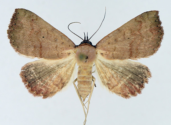 /filer/webapps/moths/media/images/H/haematoessa_Phytometra_AF_TMSA_02.jpg