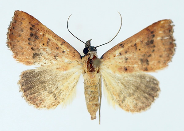 /filer/webapps/moths/media/images/H/haematoessa_Phytometra_AF_TMSA_03.jpg
