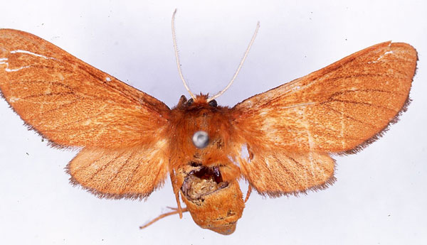 /filer/webapps/moths/media/images/H/haematosphages_Metarctia_HT_CMP_01.jpg