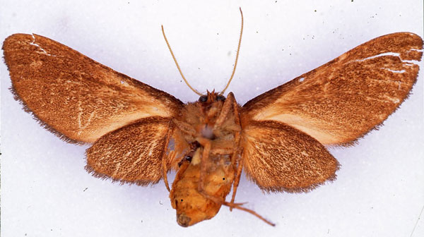 /filer/webapps/moths/media/images/H/haematosphages_Metarctia_HT_CMP_02.jpg