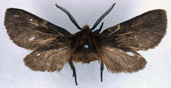 /filer/webapps/moths/media/images/H/haematricha_Metarctia_HT_BMNH_01.jpg